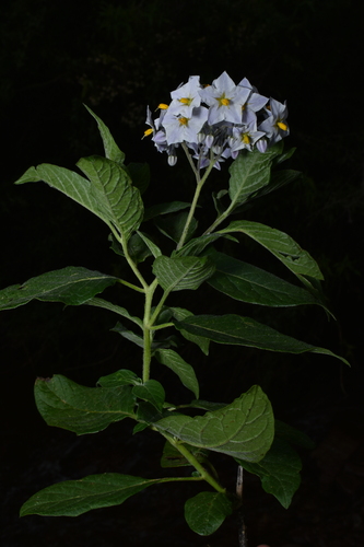 Solanum cochabambense, photograph 1