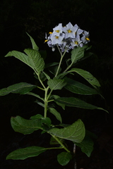 Jhon A. Yuca-Palomino, CC BY, iNaturalist via GBIF Solanum cochabambense, photograph Jhon A. Yuca-Palomino, CC BY, iNaturalist via GBIF