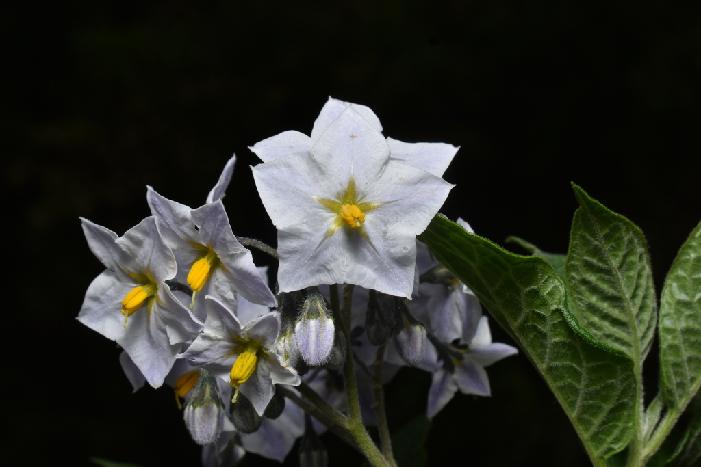 Solanum cochabambense; photograph Jhon A. Yuca-Palomino, CC BY, iNaturalist via GBIF