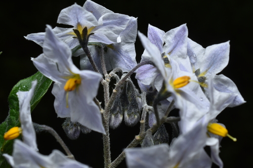 Solanum cochabambense, photograph 3