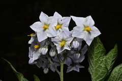 Jhon A. Yuca-Palomino, CC BY, iNaturalist via GBIF Solanum cochabambense, photograph Jhon A. Yuca-Palomino, CC BY, iNaturalist via GBIF