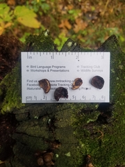 Tamias striatus
