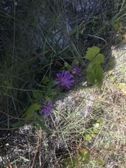 Vernonia blodgettii