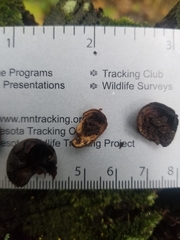 Tamias striatus