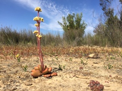 Crassula clavata