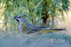 Gubernatrix cristata