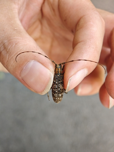 Monochamus alternatus