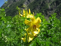 Lilium kesselringianum