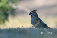 Gubernatrix cristata