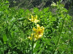 Lilium kesselringianum