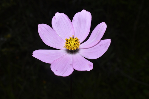 Cosmos peucedanifolius (Cosmos peucedanifolius)