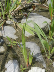 Iris missouriensis