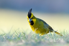 Gubernatrix cristata