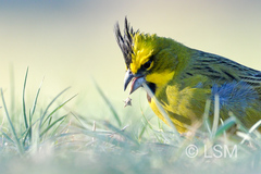 Gubernatrix cristata