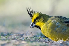 Gubernatrix cristata