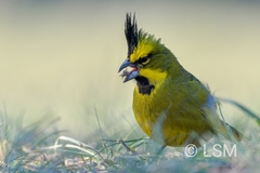 Gubernatrix cristata