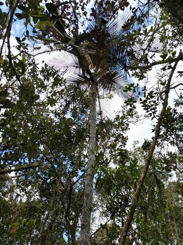 Ceroxylon parvifrons, photograph 4