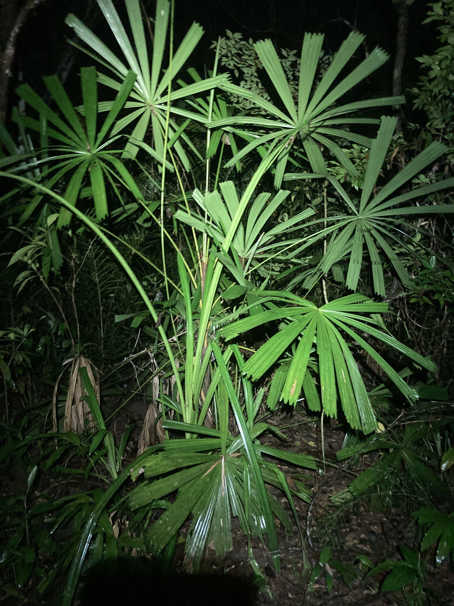 Licuala spinosa — ảnh 3