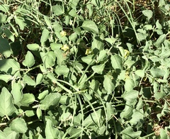 Physalis heterophylla