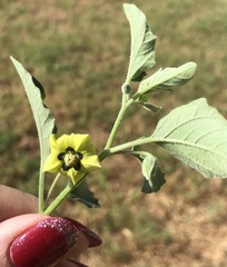 Physalis heterophylla