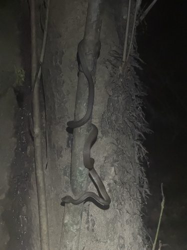 Uganda House Snake