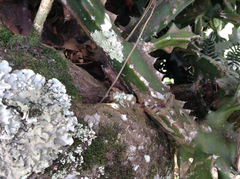 Camponotus chazaliei