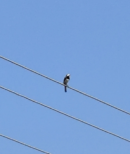 White Wagtail