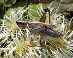 Melanoplus bivittatus
