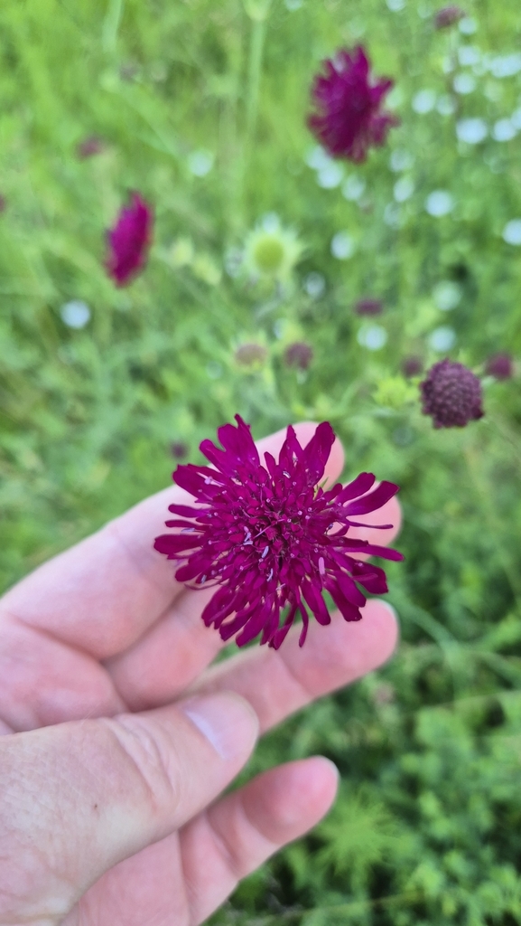 Knautia macedonica, 85 Neubiberg, Deutschland