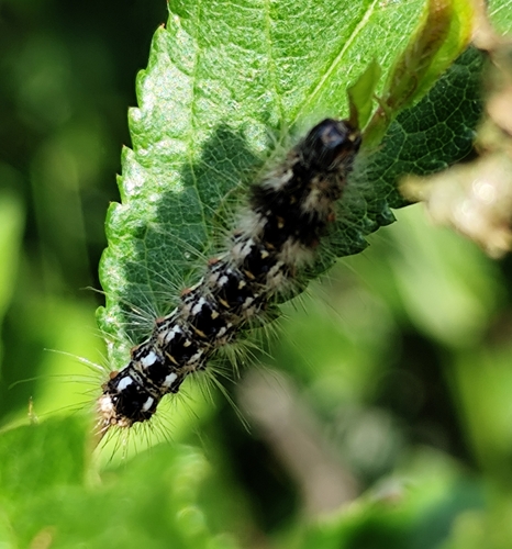 Knot Grass Moth
