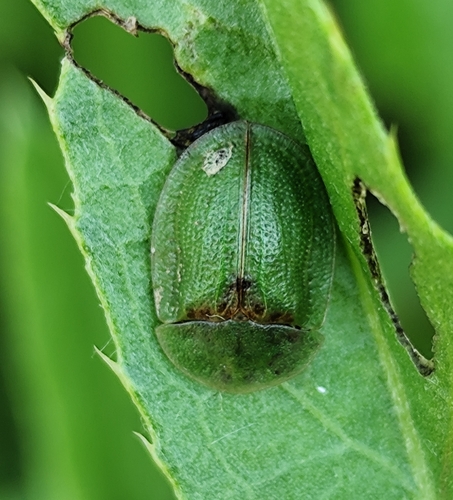 Thistle Tortoise Beetle
