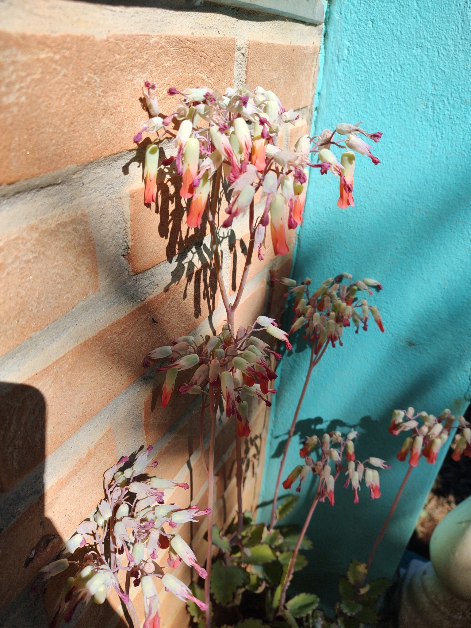 Kalanchoe laxiflora
