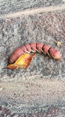 Eumorpha typhon