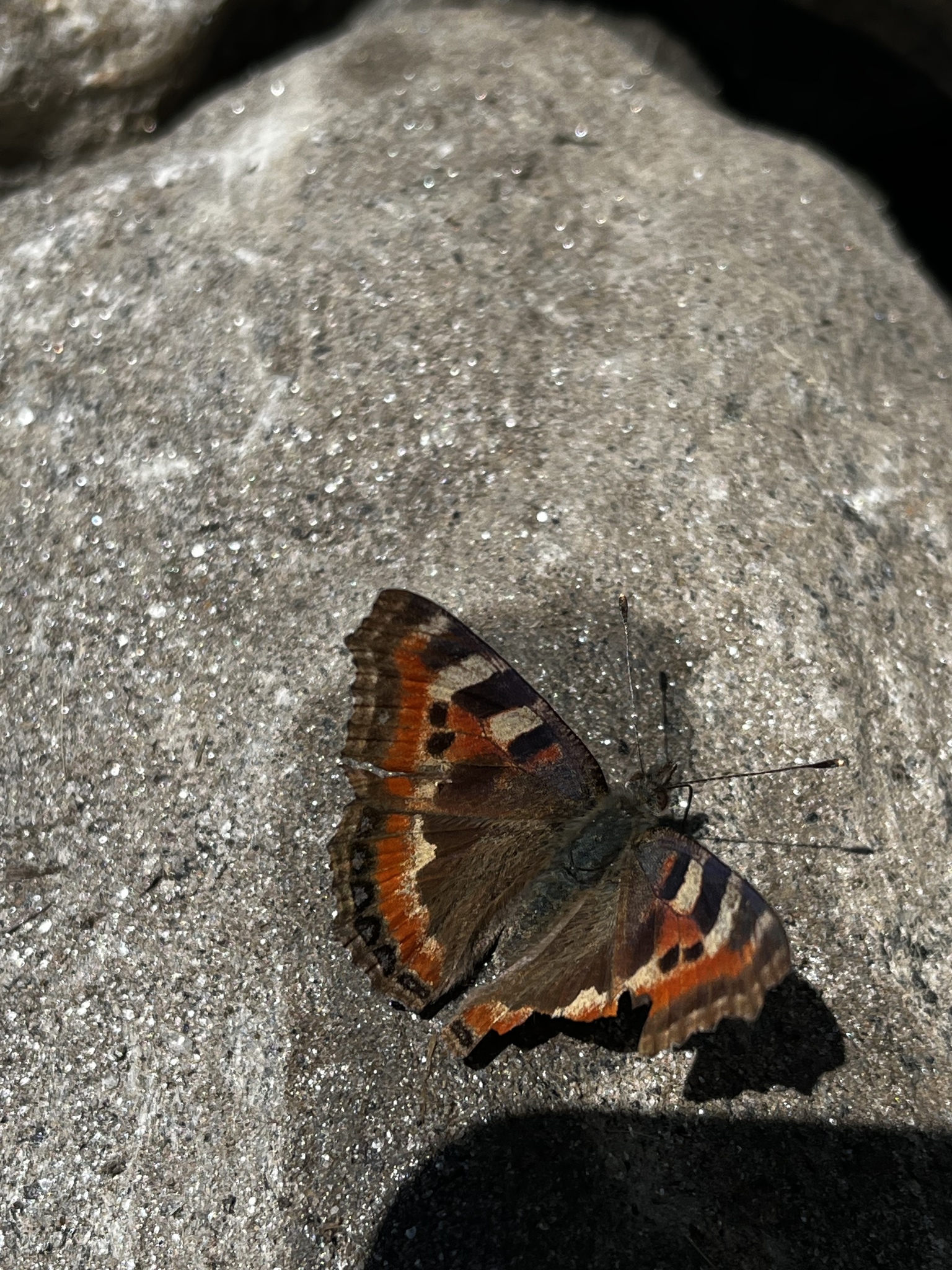 Mountain Tortoiseshell