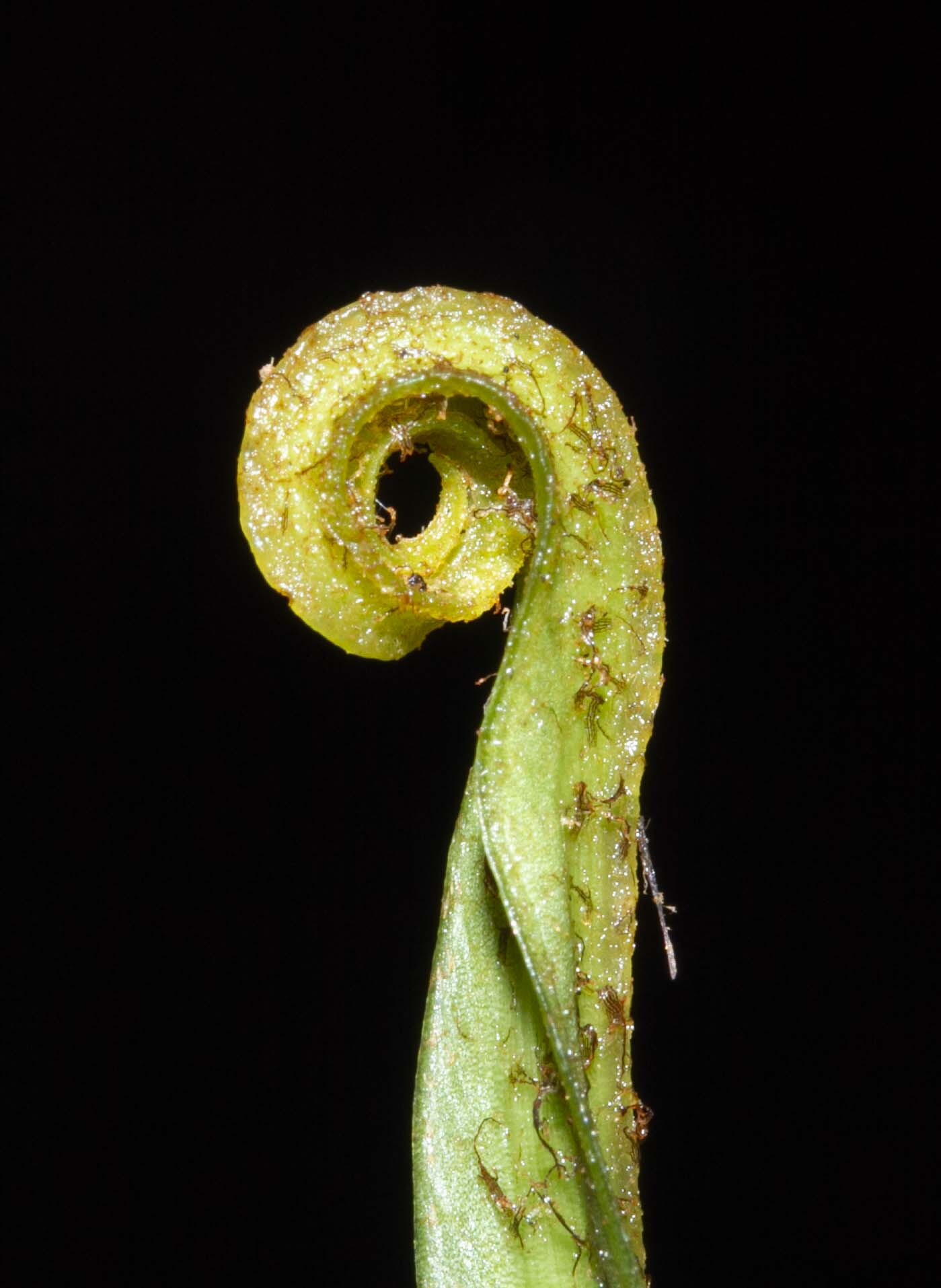 Asplenium grevillei — ảnh 3