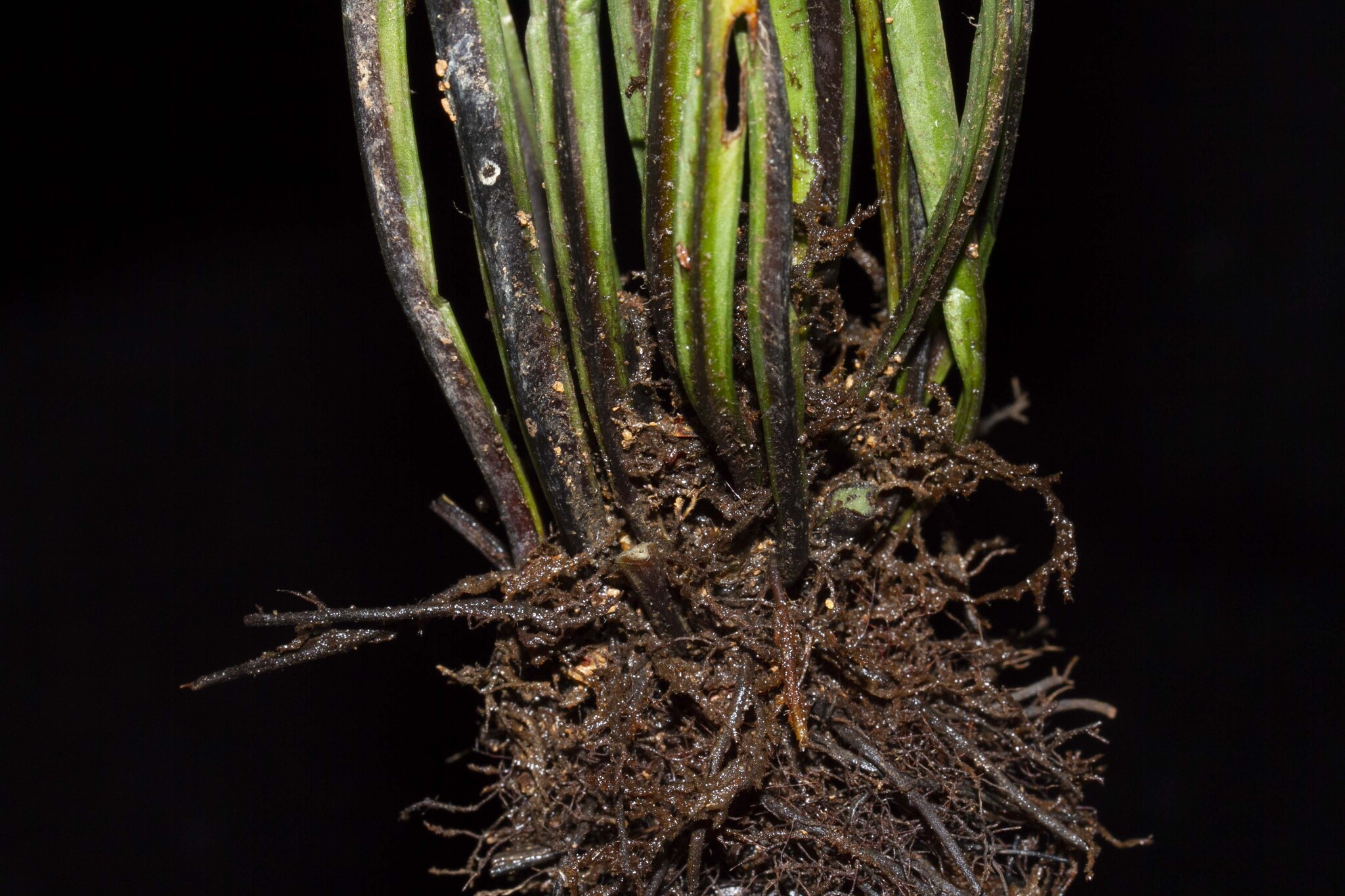 Asplenium grevillei — ảnh 2