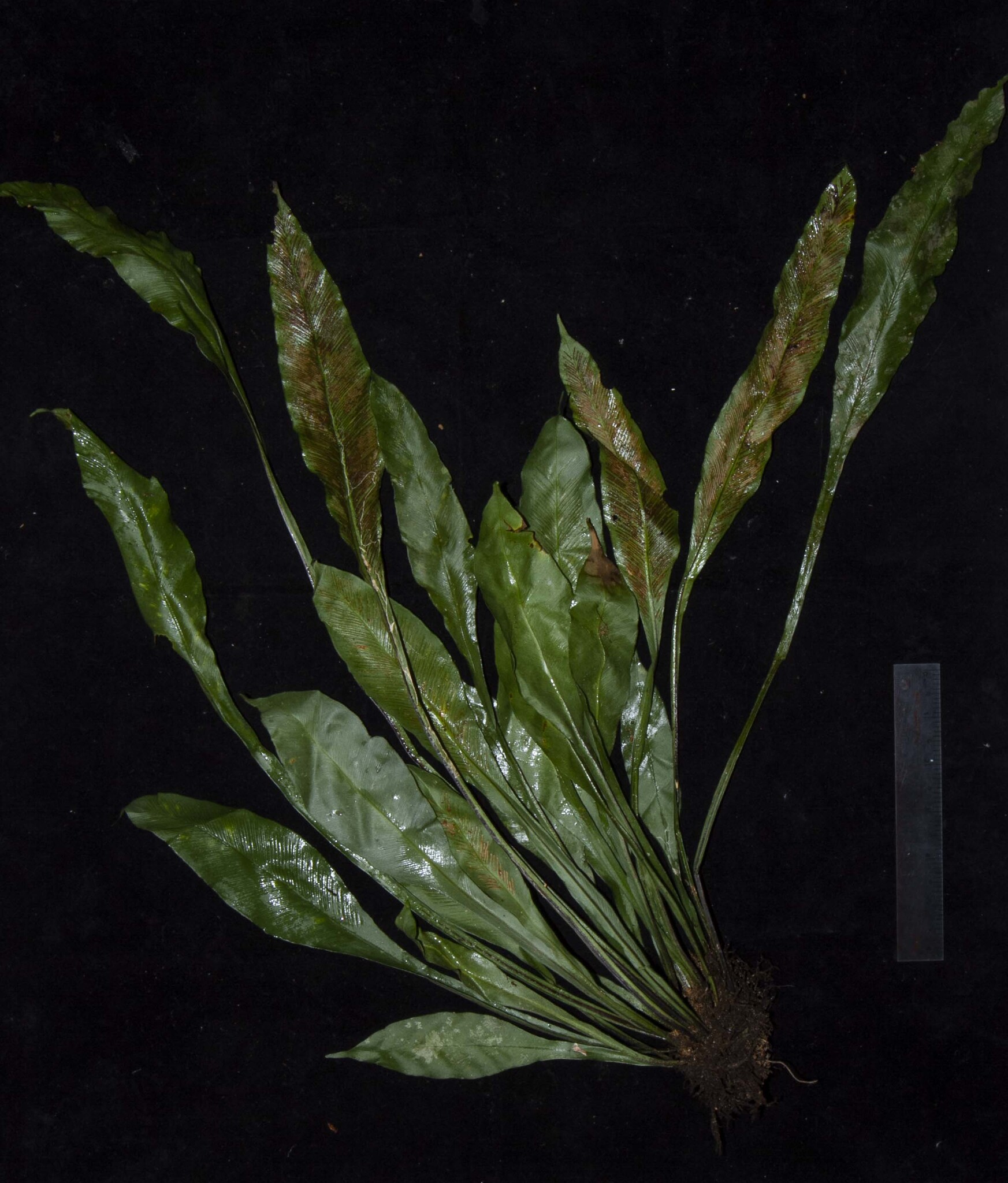 Asplenium grevillei (Asplenium grevillei)