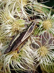 Melanoplus bivittatus