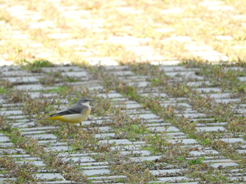 Motacilla cinerea