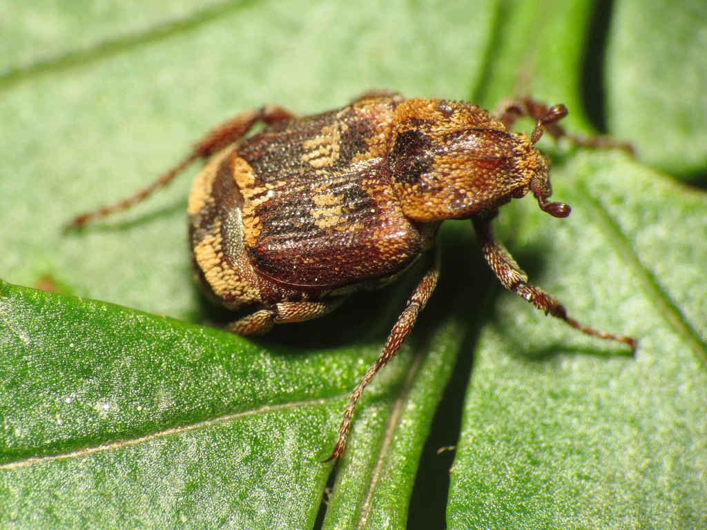 Valgus canaliculatus