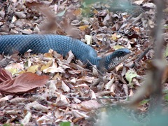 Drymarchon melanurus