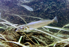 Japanese Sillago photo 4