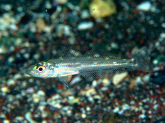 Japanese Sillago photo 5