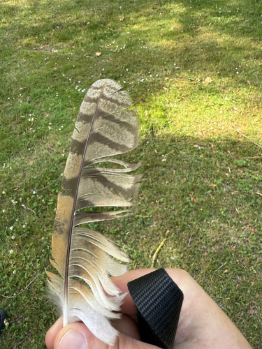 View observation of {o.common_name} on iNaturalist