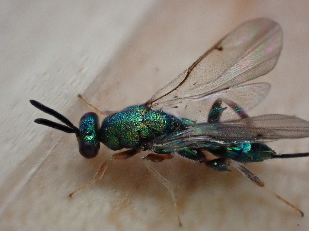 Diomorus armatus