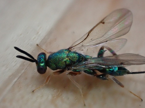 Diomorus armatus