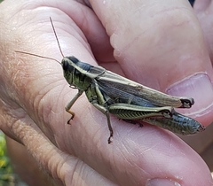 Melanoplus bivittatus