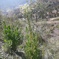 Pseudognaphalium cheiranthifolium