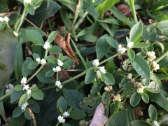 Gomphrenoideae