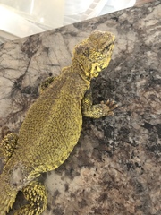 Uromastyx